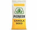Nasiona rzepaku Pioneer oferta na 2025r PT303 PT302 PT284 - 2