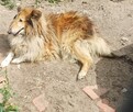 Sprzedam Psa Rasy Owczarek Szkocki Collie - 3