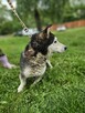 husky mix Cukierek szuka domu -schronisko Zgierz -aktualne - 6