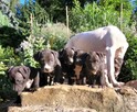 Szczenięta Amerykańskiego Pitbull Teriera - 6