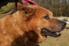 Chow chow mix Czaki szuka domu schronisko Zgierz -aktualne - 7