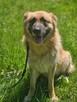 Leonberger mix  Neon schronisku w Zgierzu aktualne - 3