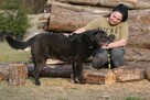 labrador mix Waligóra szuka domu schronisko Zgierz-aktualne - 3