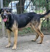 owczarek mix Keks szuka domu schronisko Zgierz -aktualne - 1