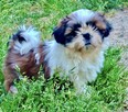 Shih tzu suczka FCi - 3