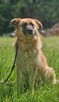 Leonberger mix  Neon schronisku w Zgierzu aktualne - 2