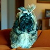 Shih tzu piękny piesek - 1