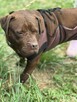 Pit Bull Red Nose -dziewczynka -schronisko Zgierz -aktualne - 2
