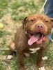 Pit Bull Red Nose chłopiec - -schronisko Zgierz aktualne - 1
