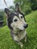 husky mix Cukierek szuka domu -schronisko Zgierz -aktualne - 2