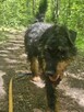 Jagdterrier Wiliam szuka domu schronisko Zgierz-aktualne - 4