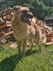 Leonberger mix  Neon schronisku w Zgierzu aktualne - 7