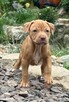 Szczenięta Amerykańskiego Pitbull Teriera - 4
