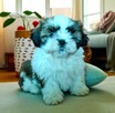 Shih tzu suczka FCi - 1