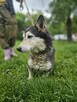husky mix Cukierek szuka domu -schronisko Zgierz -aktualne - 5