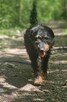 Jagdterrier Wiliam szuka domu schronisko Zgierz-aktualne - 6