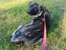 Gizmo szuka domu schroniskko Zgierz -aktualne - 1