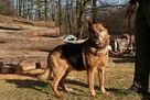 Sylwek szuka domu schronisko Zgierz -aktualne - 2