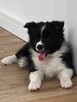 Piesek Border Collie ZKwP/FCI gotowy do zmiany domu - 6