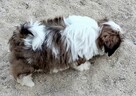 Shih tzu suczka FCi - 7