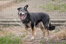 Bolero po smierci Pana szuka domu schronisko Zgierz-aktualne - 2