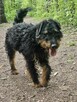 Jagdterrier Wiliam szuka domu schronisko Zgierz-aktualne - 1
