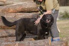 labrador mix Waligóra szuka domu schronisko Zgierz-aktualne - 7