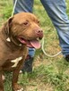 Pit Bull Red Nose chłopiec - -schronisko Zgierz aktualne - 3