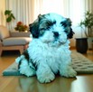 Shih tzu suczka FCi - 5