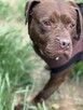 Pit Bull Red Nose -dziewczynka -schronisko Zgierz -aktualne - 3