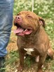 Pit Bull Red Nose chłopiec - -schronisko Zgierz aktualne - 2