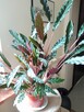 Skrzydłokwiat variegata Diamond-piękny oczyszczacz powietrza - 4