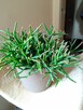 Skrzydłokwiat variegata Diamond-piękny oczyszczacz powietrza - 10