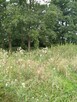 Działka 4211m2,Czarnowo, blisko jezioro,las. - 10
