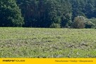 Działka budowlana, blisko Chojnic! Kaszuby! - 3