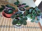 Skrzydłokwiat variegata Diamond-piękny oczyszczacz powietrza - 7