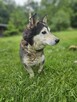 husky mix Cukierek szuka domu -schronisko Zgierz -aktualne - 3