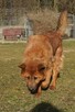 Chow chow mix Czaki szuka domu schronisko Zgierz -aktualne - 3