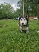 husky mix Cukierek szuka domu -schronisko Zgierz -aktualne - 7