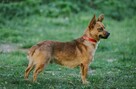 pinczer mix 5 kg Ideał szuka domu -schronisko Zgierz-aktualne - 2