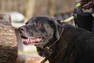 labrador mix Waligóra szuka domu schronisko Zgierz-aktualne - 5