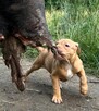 Szczenięta Amerykańskiego Pitbull Teriera - 2