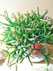 Skrzydłokwiat variegata Diamond-piękny oczyszczacz powietrza - 9