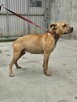 American Staffordshire Terrier Amstaff- schronisko -aktualne - 4