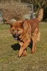 Chow chow mix Czaki szuka domu schronisko Zgierz -aktualne - 2