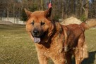 Chow chow mix Czaki szuka domu schronisko Zgierz -aktualne - 4