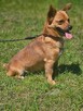 pinczer mix 5 kg Ideał szuka domu -schronisko Zgierz-aktualne - 5