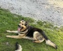 Owczarek mix Wacek szuka domu schronisko Zgierz -aktualne - 1