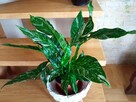 Skrzydłokwiat variegata Diamond-piękny oczyszczacz powietrza - 2