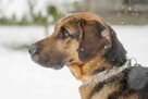 Gończy mix Garet szuka domu schronisko Zgierz-aktualne - 7